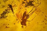 Four Fossil Flies (Diptera) In Baltic Amber #159780-1